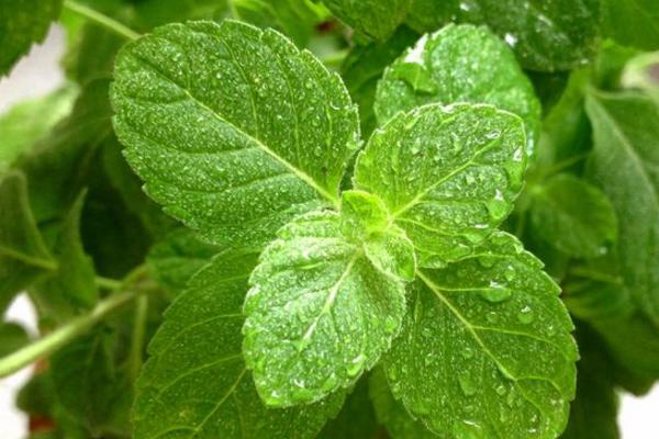 九層塔是薄荷嗎 薄荷什么時候采摘