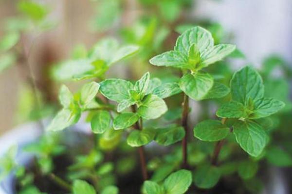 孕婦能不能吃薄荷葉 薄荷葉的副作用是什么