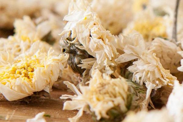 貢菊茶的功效與作用 貢菊茶怎么泡