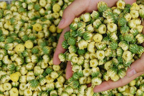 貢菊茶的功效與作用 貢菊茶怎么泡