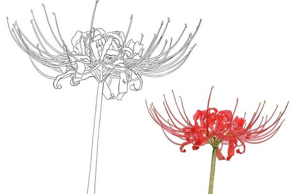 彼岸花的折法（圖解步驟） 彼岸花怎么畫