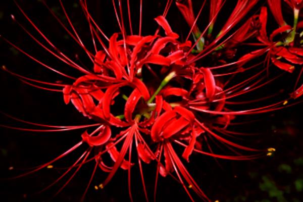 彼岸花的折法（圖解步驟） 彼岸花怎么畫