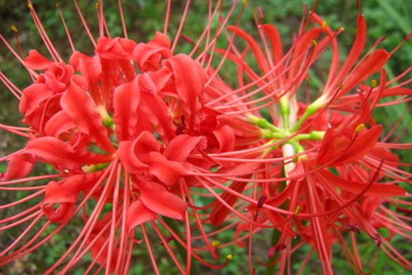 彼岸花的折法（圖解步驟） 彼岸花怎么畫