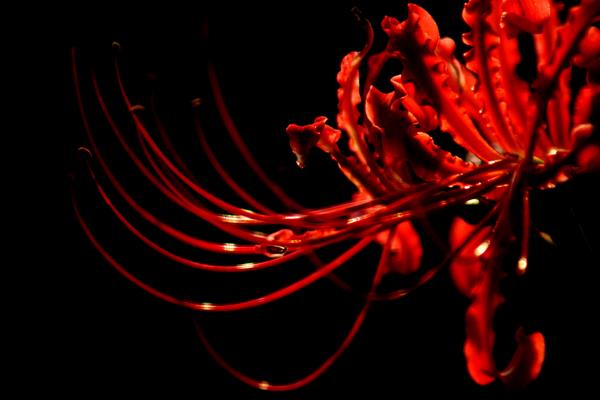 彼岸花怎么養 彼岸花養殖方法與注意事項