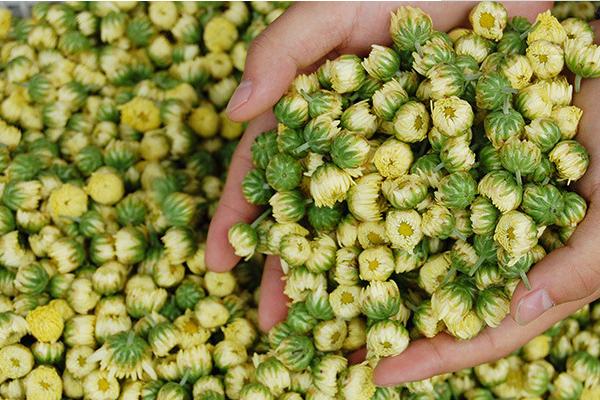 胎菊和雪菊的區別是什么 胎菊怎么泡水喝