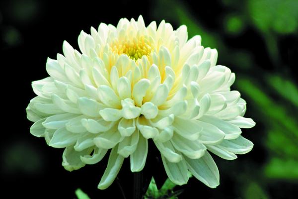 菊花種子市場價格多少錢一斤 菊花種子怎么種