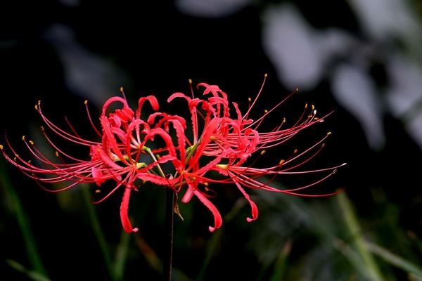 彼岸花和石蒜的區別是什么  彼岸花和曼陀羅的區別