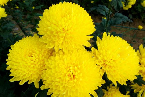 菊花種子市場價格多少錢一斤 菊花種子怎么種