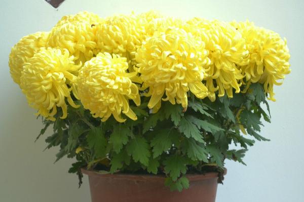 菊花種子市場價格多少錢一斤 菊花種子怎么種