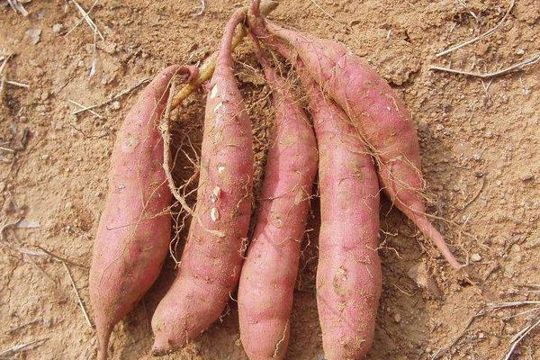 紅薯什么時候開始種植 紅薯的種植方法與注意事項