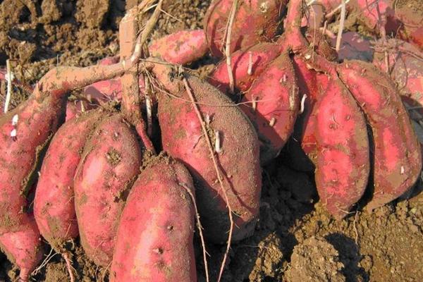 紅薯什么時候開始種植 紅薯的種植方法與注意事項