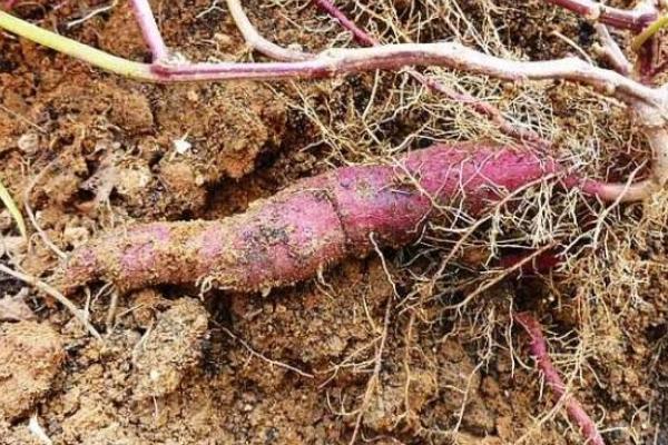 紅薯什么時候開始種植 紅薯的種植方法與注意事項