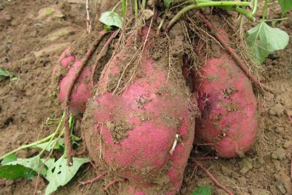 紅薯什么時候開始種植 紅薯的種植方法與注意事項