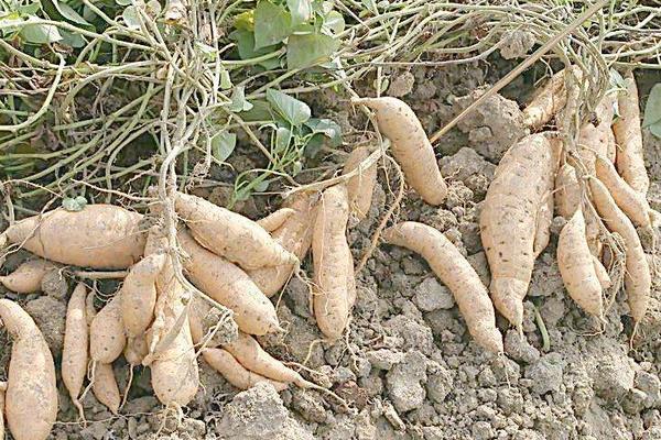 紅薯什么時候開始種植 紅薯的種植方法與注意事項