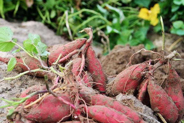 玉米和紅薯哪個更減肥 紅薯的健康吃法