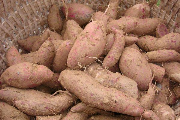 玉米和紅薯哪個更減肥 紅薯的健康吃法