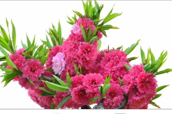 碧桃盆景怎么造型好看 盆栽碧桃怎么澆水