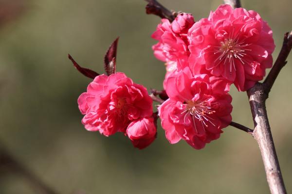 碧桃盆景怎么造型好看 盆栽碧桃怎么澆水