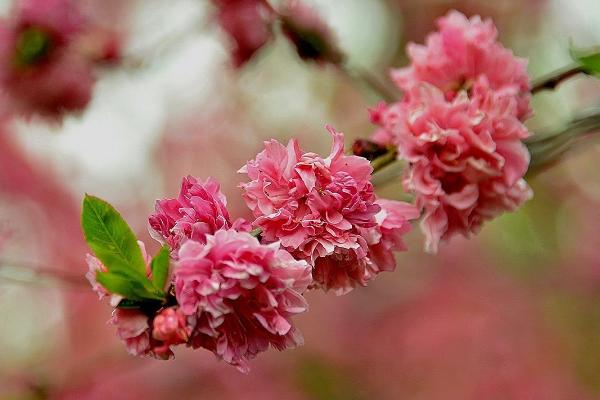 碧桃盆景怎么造型好看 盆栽碧桃怎么澆水