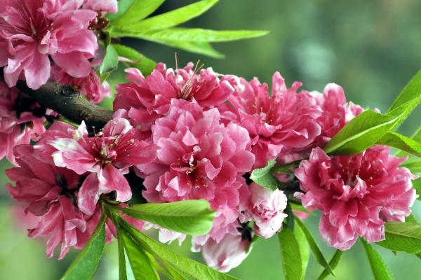 碧桃盆景怎么造型好看 盆栽碧桃怎么澆水