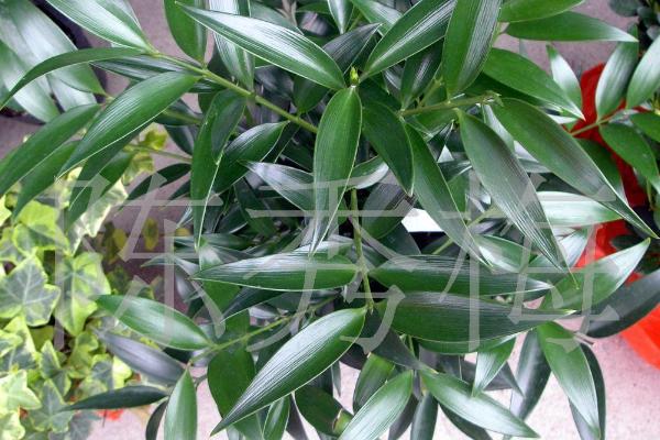 竹柏怎么養 竹柏養殖方法與注意事項