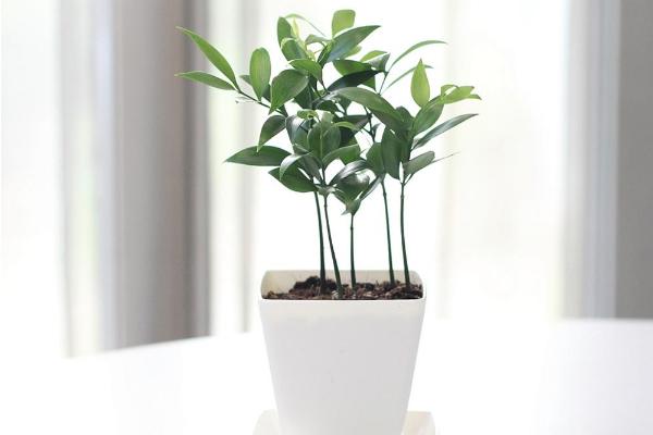 竹柏圖片大全 竹柏花語及寓意