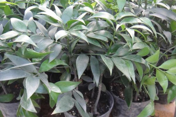 竹柏圖片大全 竹柏花語及寓意