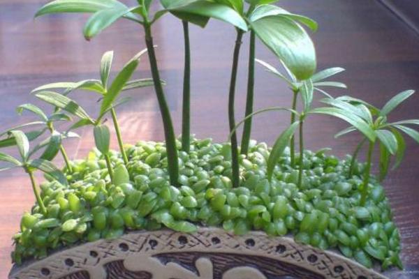 竹柏圖片大全 竹柏花語及寓意