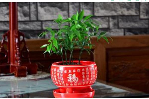 竹柏圖片大全 竹柏花語及寓意