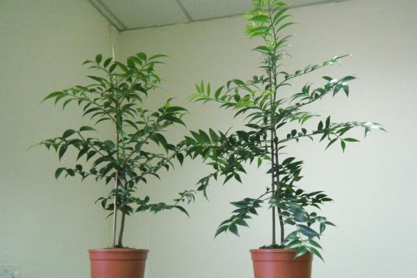 竹柏圖片大全 竹柏花語及寓意