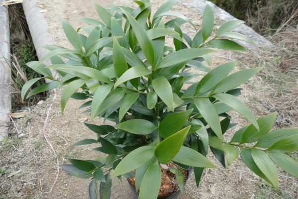 竹柏圖片大全 竹柏花語及寓意