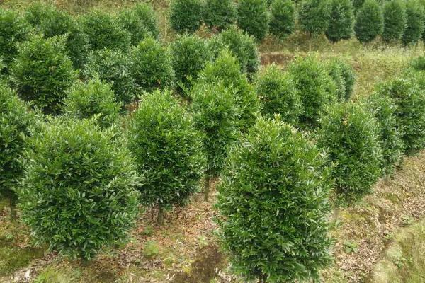 竹柏圖片大全 竹柏花語及寓意