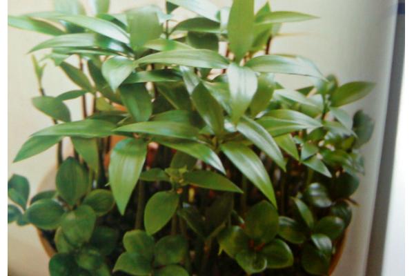 竹柏圖片大全 竹柏花語及寓意