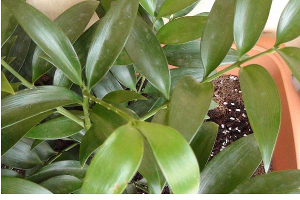 竹柏圖片大全 竹柏花語及寓意