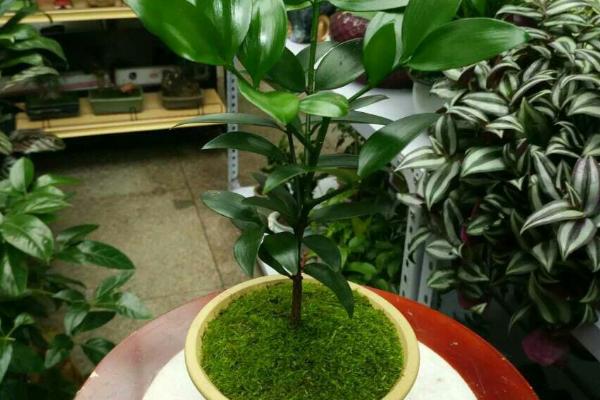 竹柏圖片大全 竹柏花語及寓意