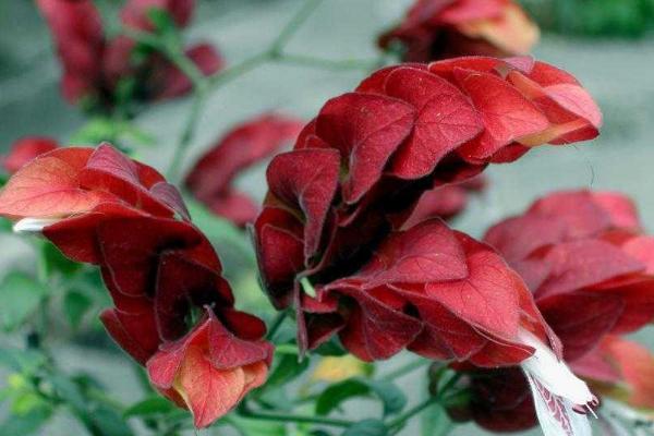 蝦衣花和金苞花的區別是 金苞花的繁殖方式