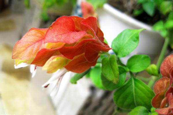 蝦衣花和金苞花的區別是 金苞花的繁殖方式