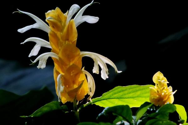 蝦衣花和金苞花的區別是 金苞花的繁殖方式