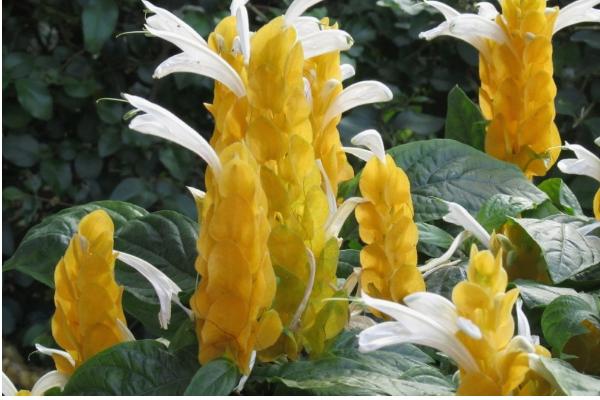 蝦衣花和金苞花的區別是 金苞花的繁殖方式