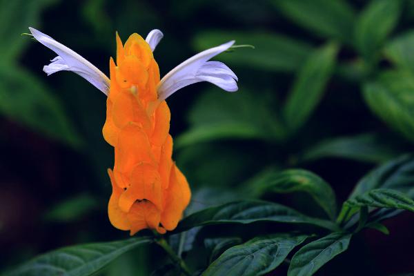 蝦衣花和金苞花的區別是 金苞花的繁殖方式