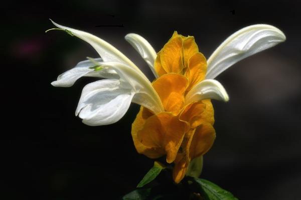 蝦衣花和金苞花的區別是 金苞花的繁殖方式