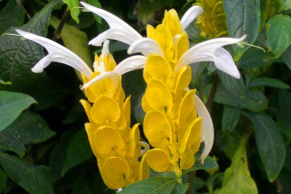 蝦衣花和金苞花的區別是 金苞花的繁殖方式