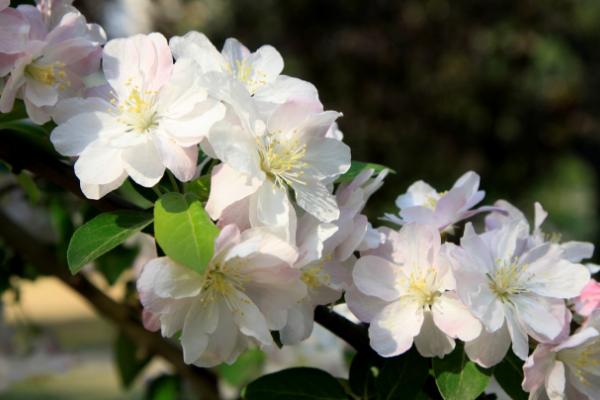 西府海棠怎么養(yǎng) 西府海棠養(yǎng)殖方法與注意事項