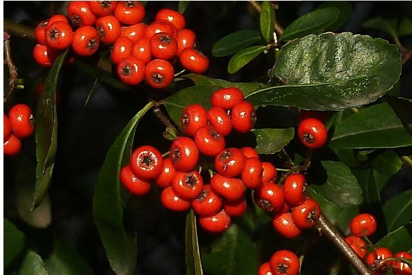 朱砂根葉子發(fā)黃怎么辦 朱砂根葉子下垂的原因及解決方法