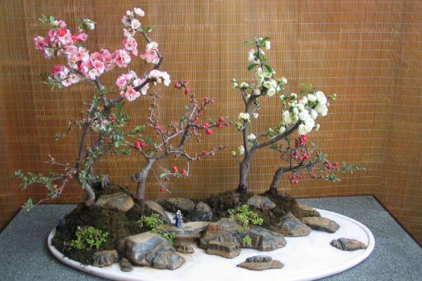 西府海棠怎么養 西府海棠養殖方法與注意事項