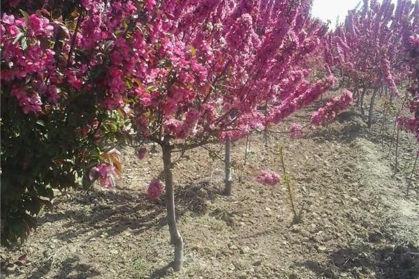 西府海棠怎么養 西府海棠養殖方法與注意事項