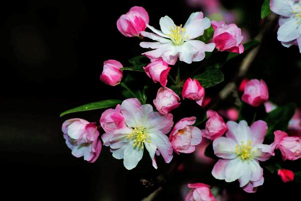 西府海棠怎么養 西府海棠養殖方法與注意事項