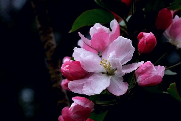 西府海棠怎么養 西府海棠養殖方法與注意事項