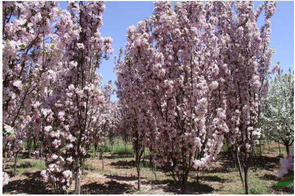 西府海棠怎么養 西府海棠養殖方法與注意事項