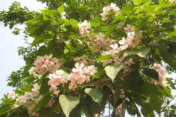 楸樹苗市場價格多少錢一棵（3公分、4公分、5公分等） 楸樹的種植方法